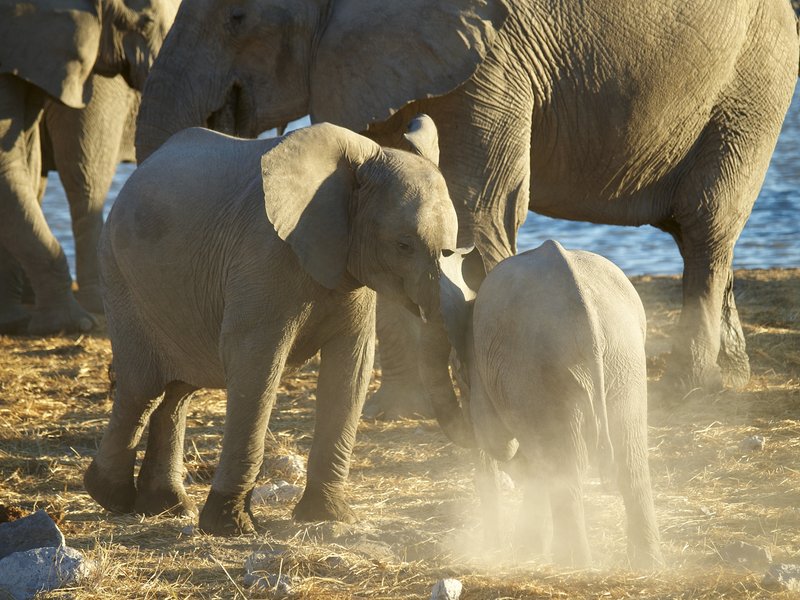 Elephant, Etosha National Park,
        Okaukuejo
